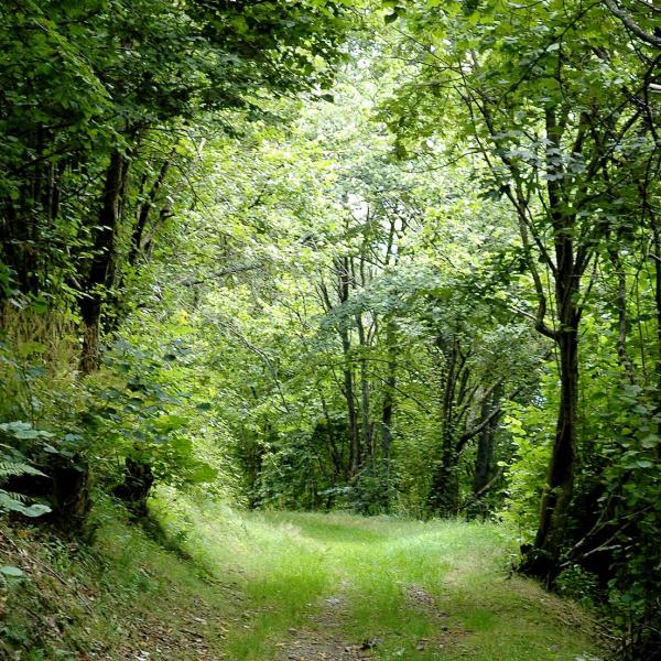 Rundwanderung C09 : Panorama Rundweg um Natzwiller