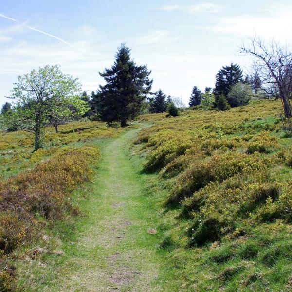 Rundwanderung CDF04 : La chaume des Veaux