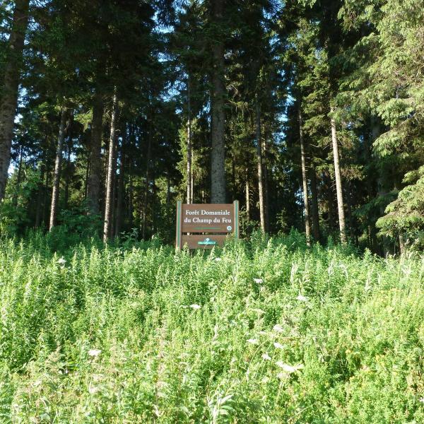 Rundwanderung CDF05 : Der Edelweiss Felsen