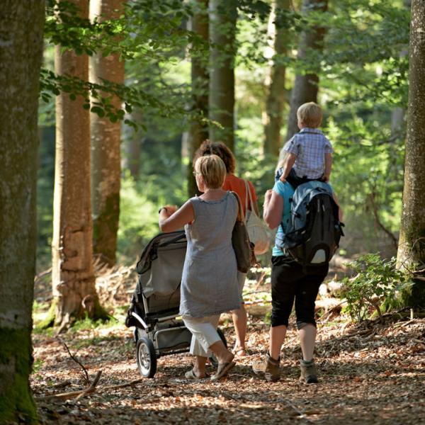 Outdoor Kinderwagen Rundweg H03: Auf dem Waldlehrpfad