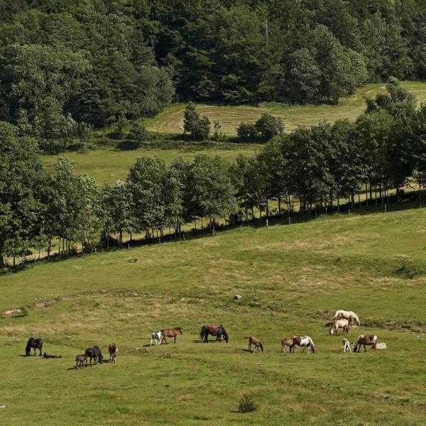 Rundwanderung B10 : Wanderhighlights im Bruche tal