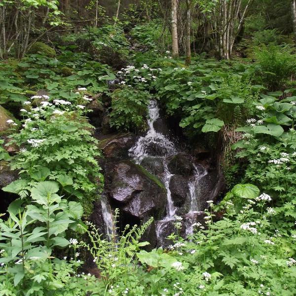 Rundwanderung CDF13 : Zum Wasserfall von la Serva (kurze Variante)