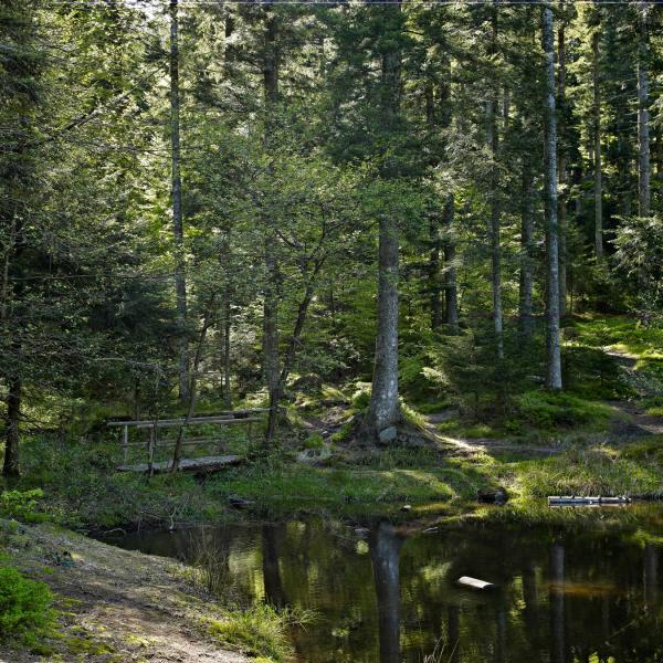 Rundwanderung D07 : Der See von La Maix