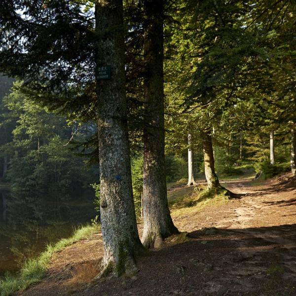 Rundwanderung C25 : Die Weiher von Salm und das Torfmoor von La Maxe