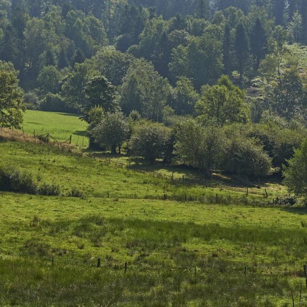 Rundwanderung C28 : Die Kirschbäume von Fouday