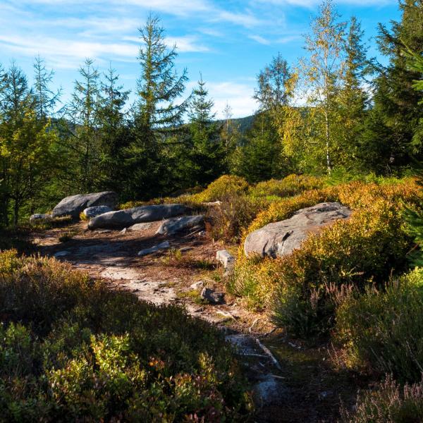Rundwanderung B20: Von der Grotte du Loup zum Riesenmammutbaum durch den Eimerbaechel