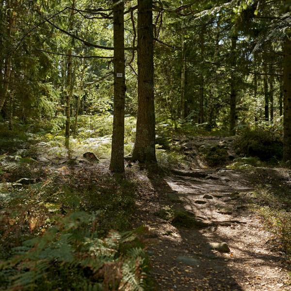Rundwanderung C30 : Zwischen Rothau und dem Schloss von Salm