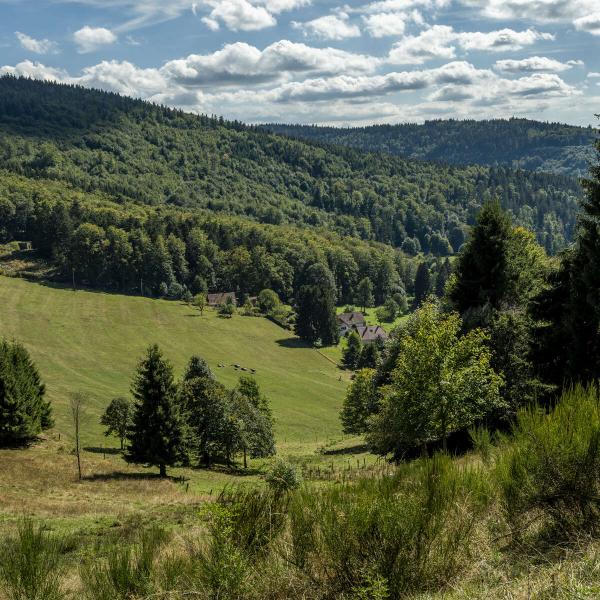 Rundwanderung H19: Rund um das Schloss von Saint Louis le Sapinot