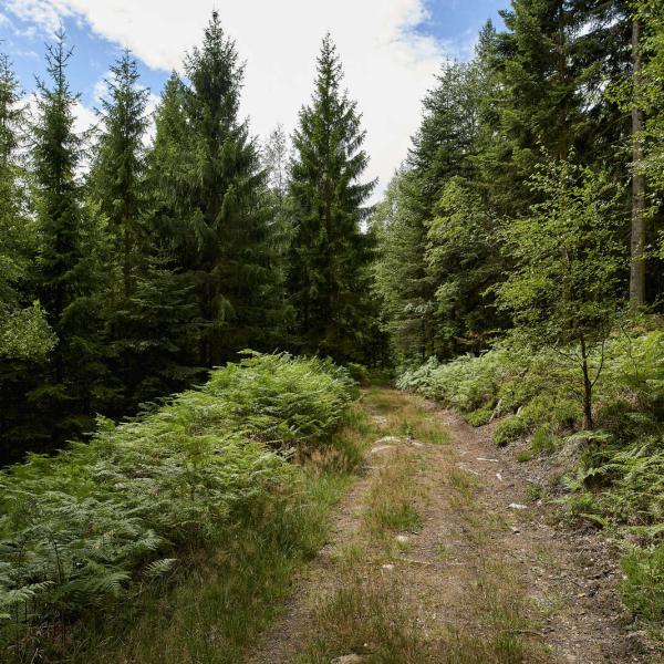 Rundwanderung H21: Die Tour durch das obere Bruche-Tal