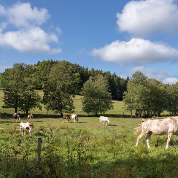Kinderwagen Rundweg H02: Rund um Bourg