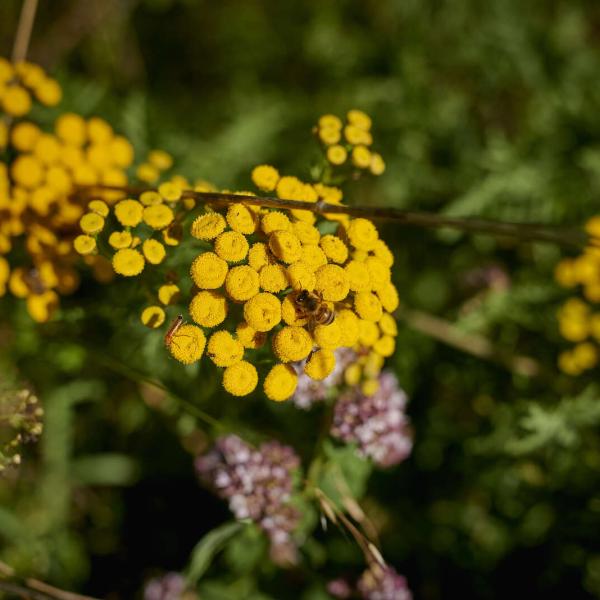Rundwanderung um Bauernhof-Gasthaus Charapont: Industrielles und landwirtschaftliches Erbe...