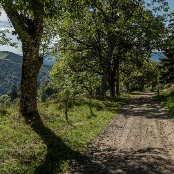 Rundwanderung CDF15 : Der-Rundgang-des-Ban-de-la-Roche-durch-das-Hauts-Bois