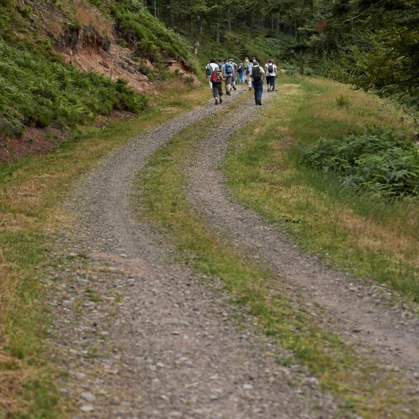 Rundwanderung C37 : Die-Waldstraße-von-l-Aiguille