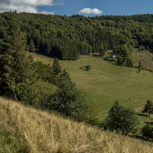 Schneeschuh Wanderparcours B01 : Um-den-Hohbuhl-vom-Bruchberg-Pass-Kurzschluss